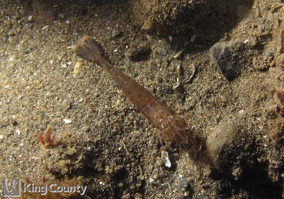 Photo of Crangon franciscorum